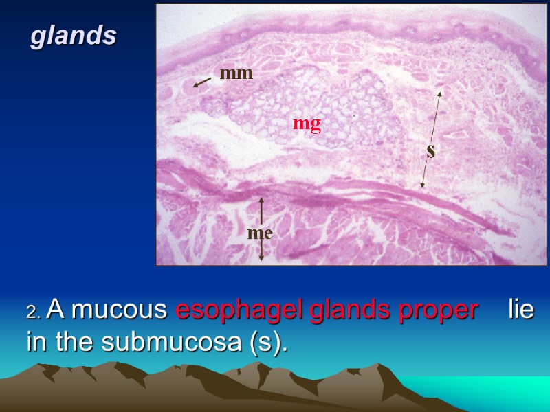 glands  2. A mucous esophagel glands proper   lie in the submucosa